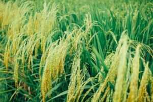 Pakistan Rice exports