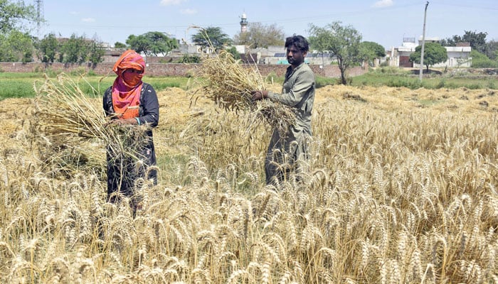 Punjab Government's Wheat Procurement Decision Awaited: Latest Updates