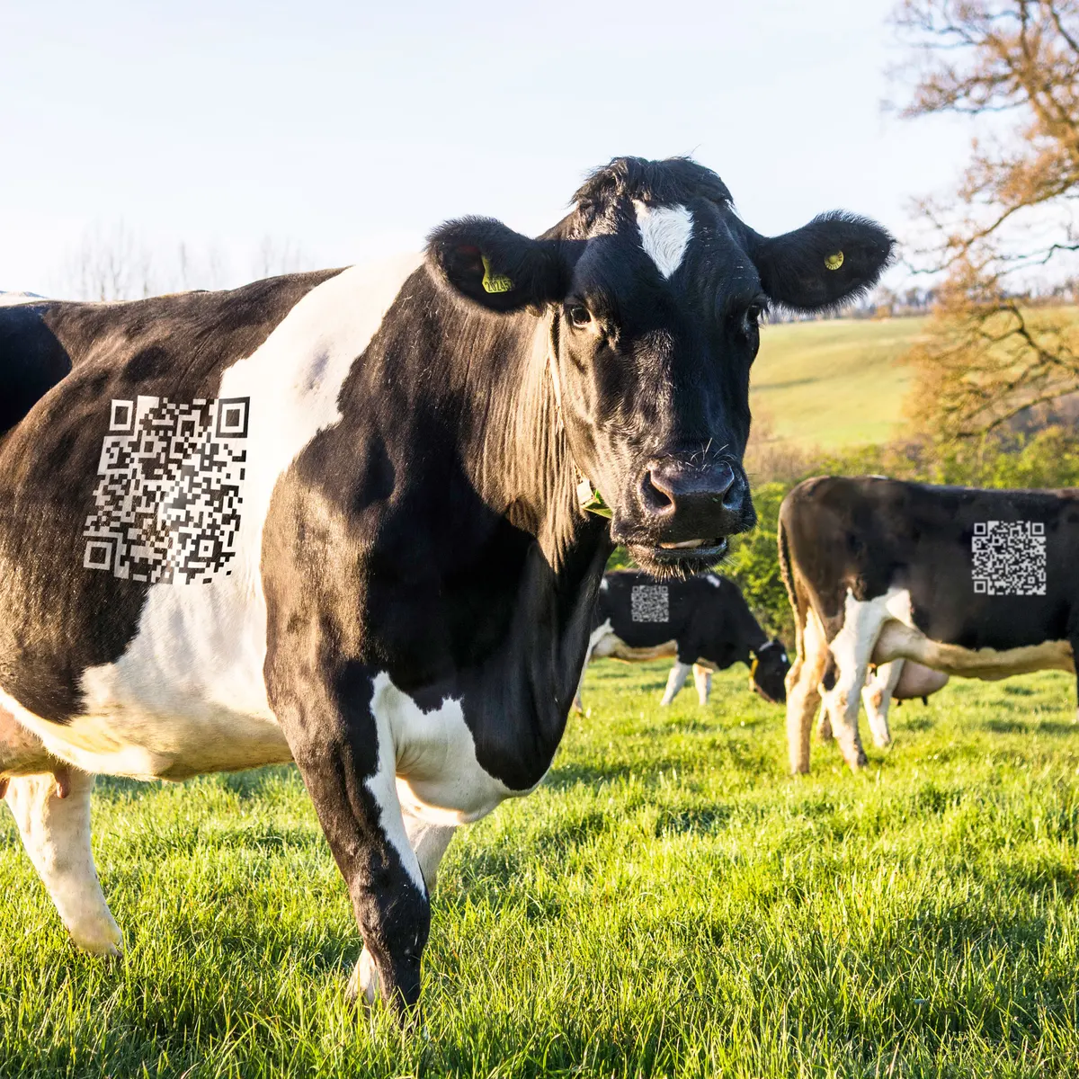 State Bank of Pakistan Introduces QR Code Payments for Eid al-Adha Livestock Purchases