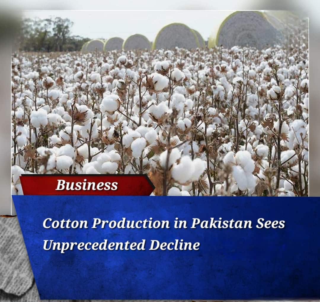 Cotton Production in Pakistan Sees Unprecedented Decline