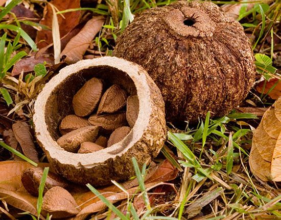 Nuts- brazil nuts